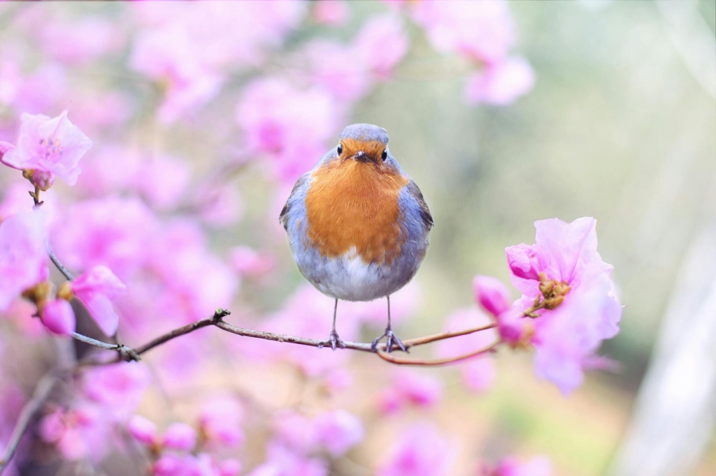 Bird stood on the branch of a blossom tree